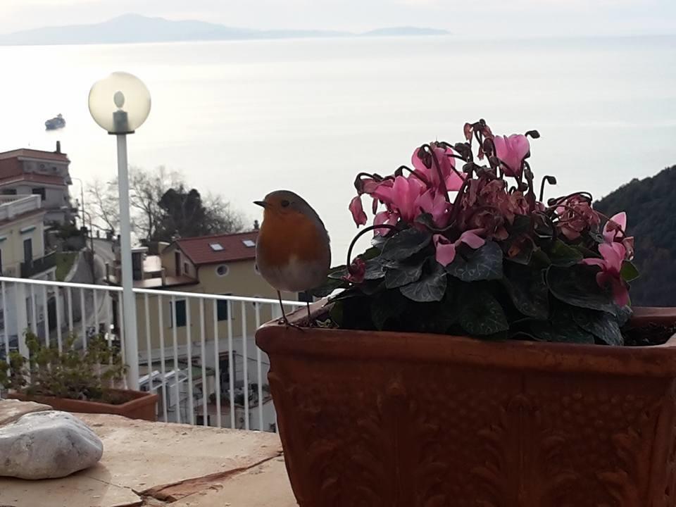 Le Terrazze Di Cristina Bed & Breakfast Vietri Luaran gambar